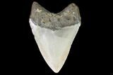 Megalodon Tooth - North Carolina #99857-2